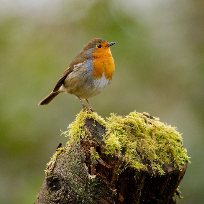 Сибирская горихвостка самка