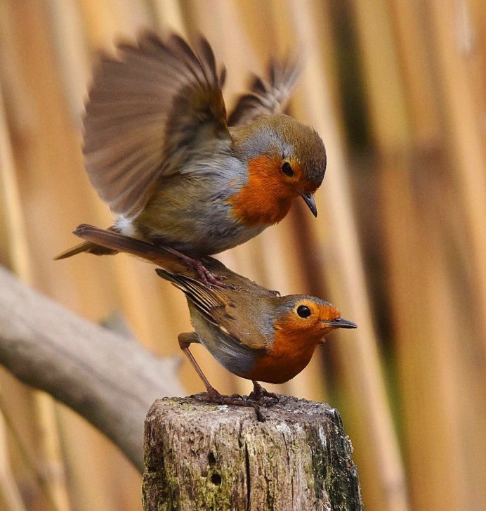 Самка зарянки горихвостки