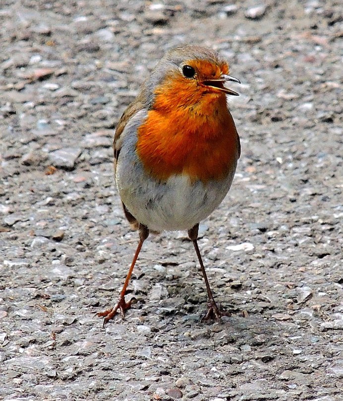 Зарянка Малиновка самка