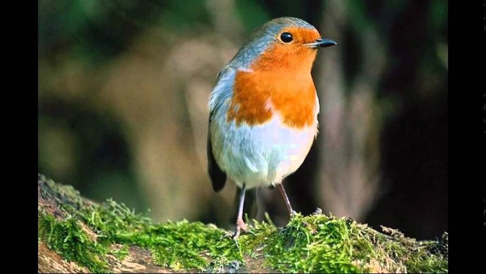 Знатоки птиц Малиновка или Зарянка