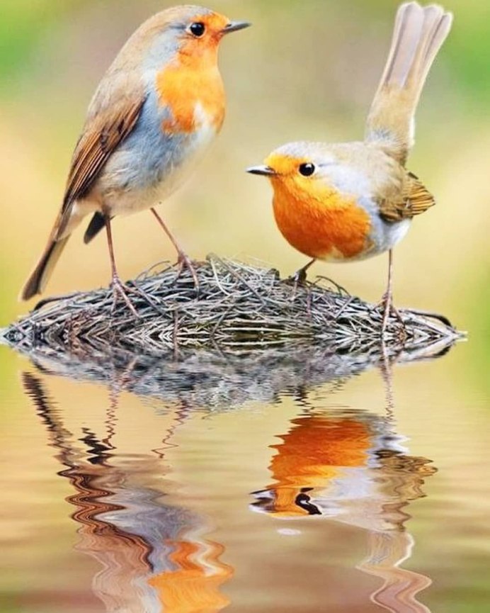 Зарянка Малиновка самка