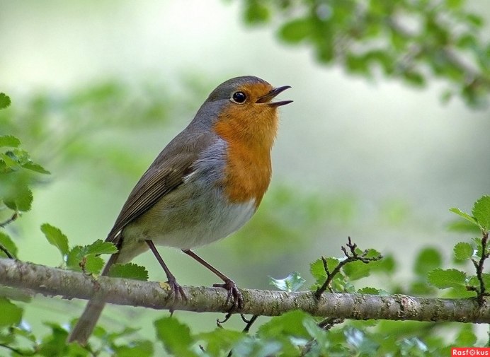 Зарянка Малиновка самка