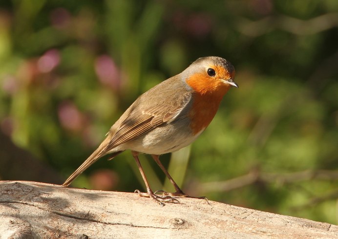 Птица Зарянка Малиновка самка