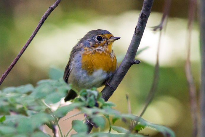 Зарянки птицы пара