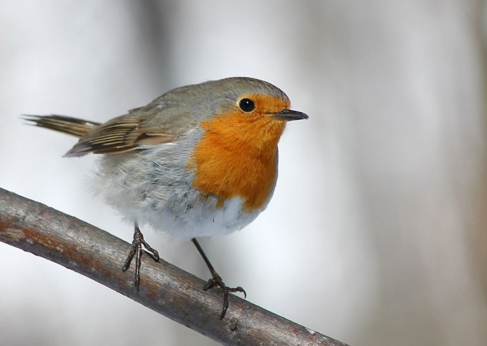 Гнездо пестрого дрозда