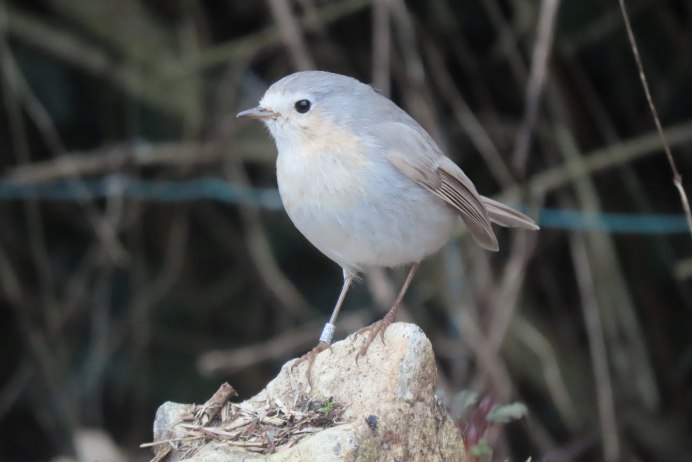 Зяблик самка и самец