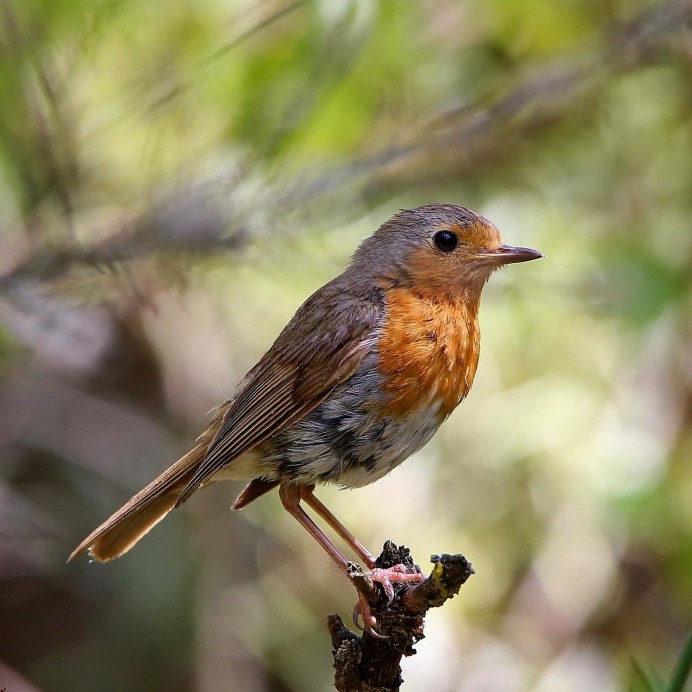 Три птицы Малиновки