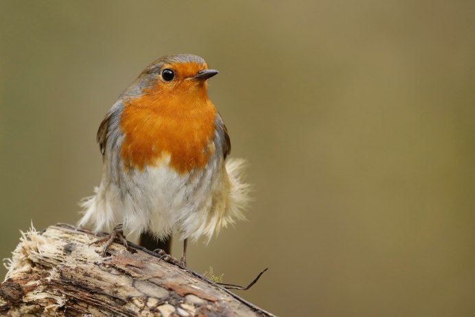 Реки Новосибирска Зарянка