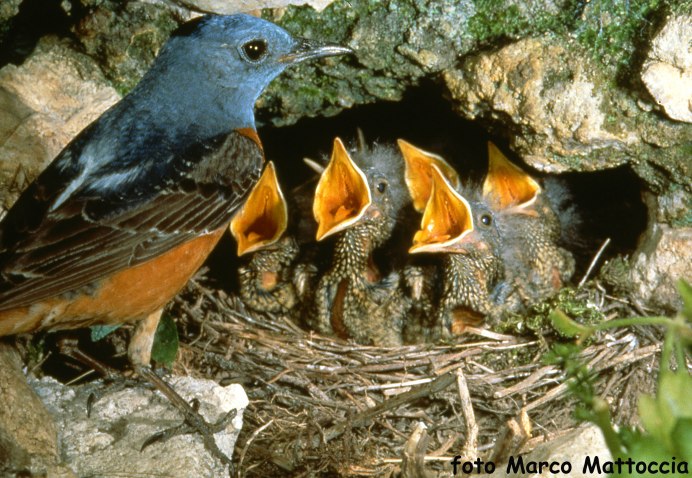 Пичуга обыкновенная