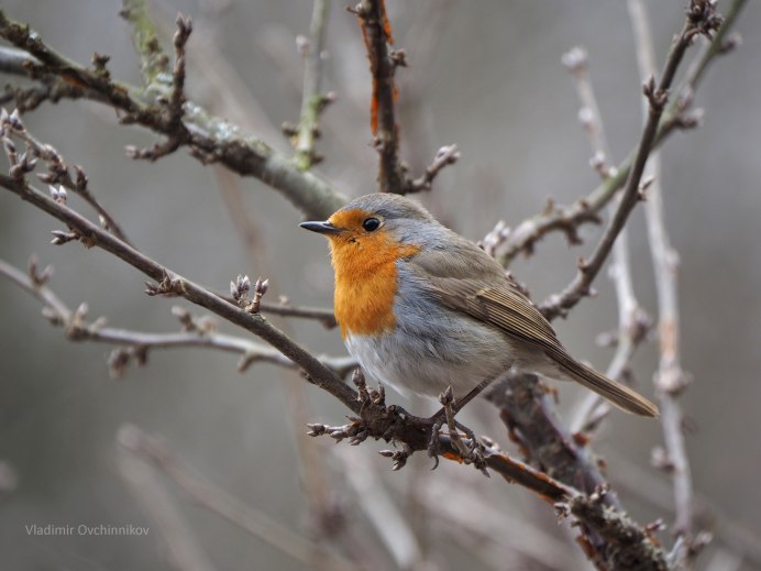 Cotesia rubecula