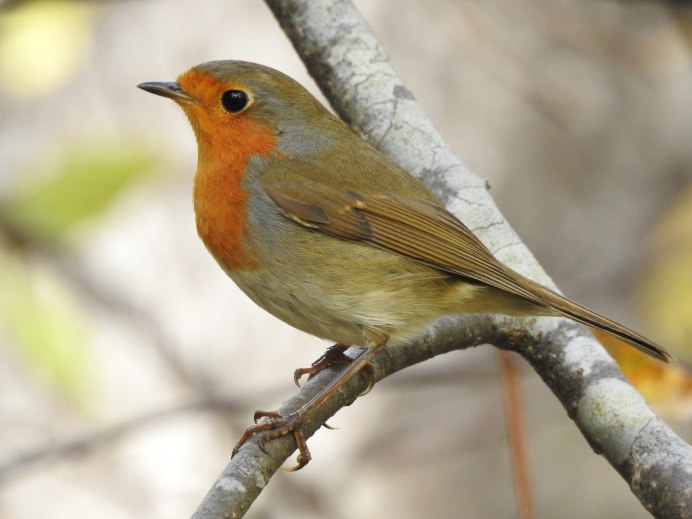 Малиновка птица самка