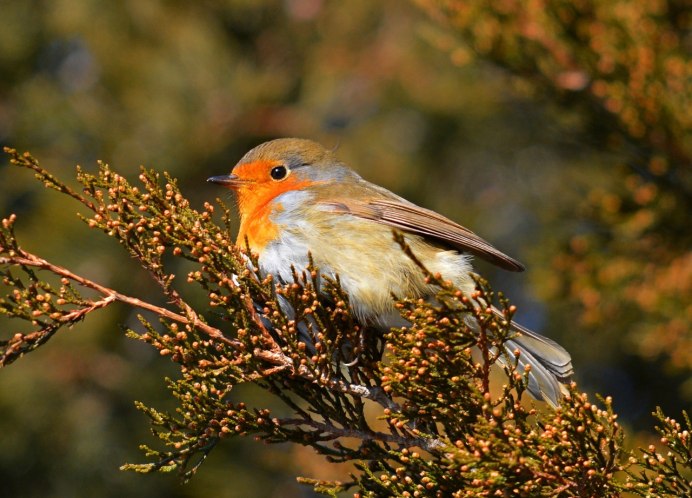 Зарянка самка