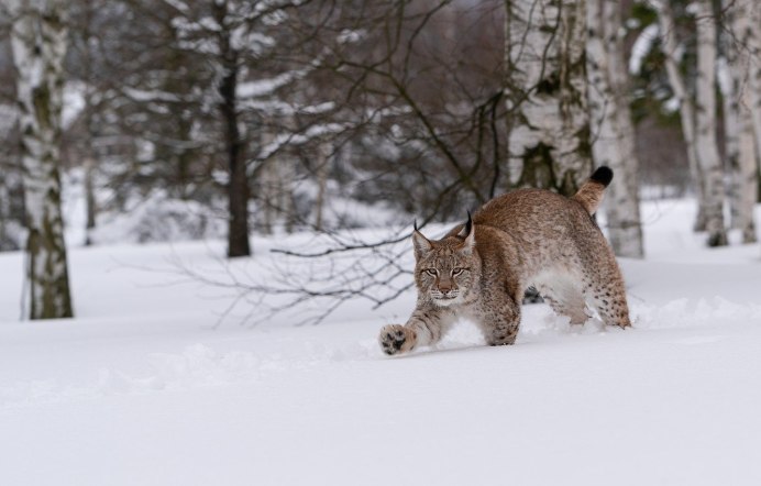 Alpen Luchs (Рысь)