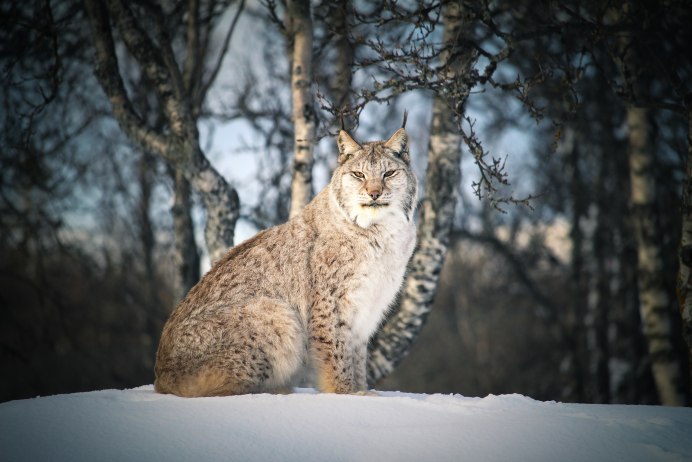 Лесной кот