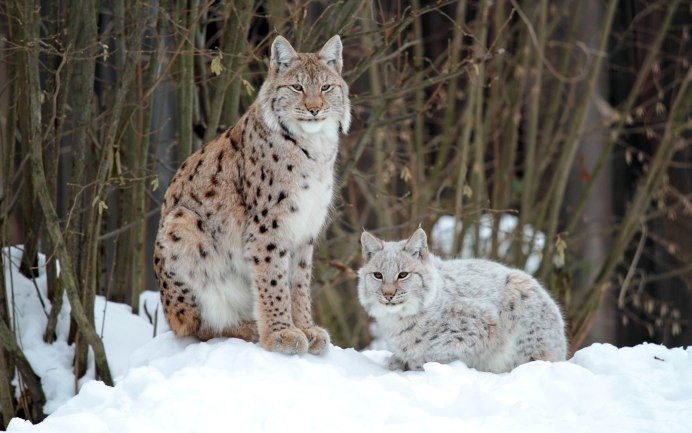 Рысь обыкновенная Lynx Lynx Linnaeus, 1758