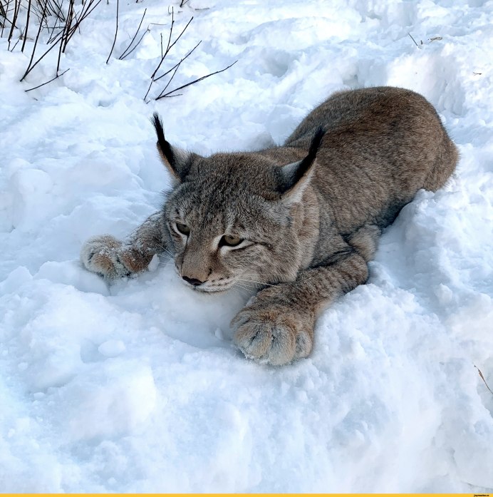 Сибирская кошка Рысь