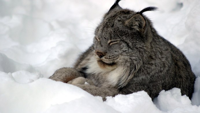 Рысь (Lynx Lynx) в дикой природе