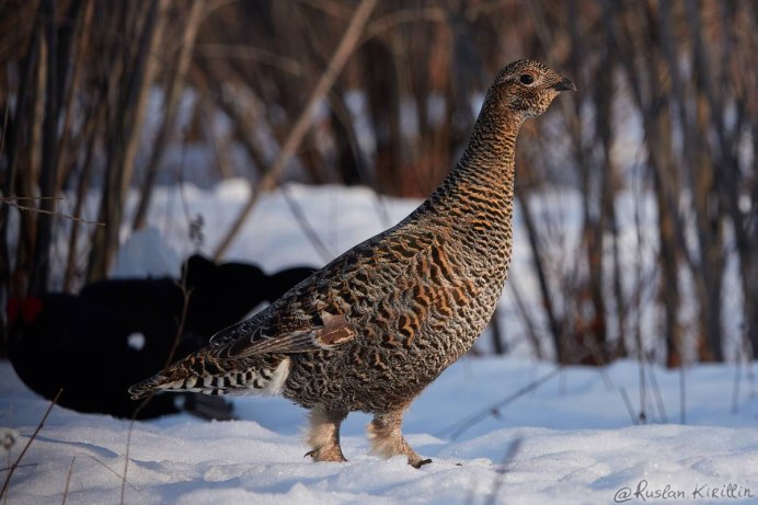 Capercaillie птица