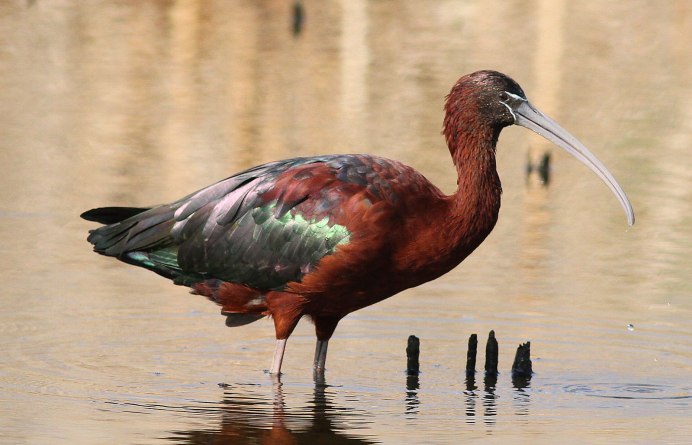 Каравайка (Plegadis falcinellus)