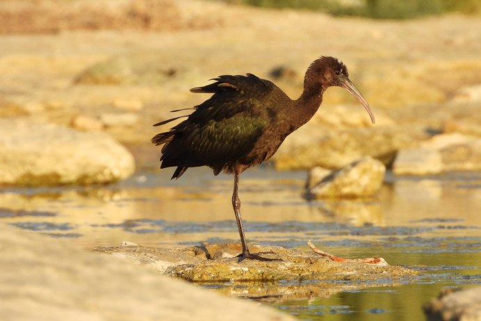 Каравайка (Plegadis falcinellus)