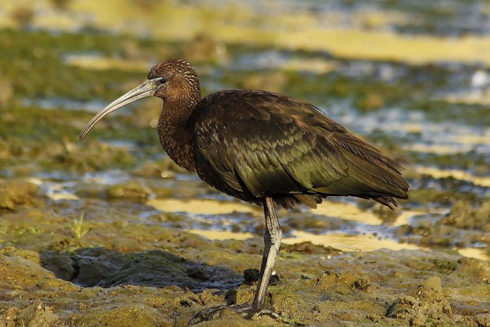 Glossy ibis