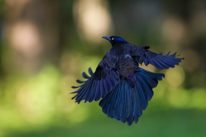 Bluebirds from Asia
