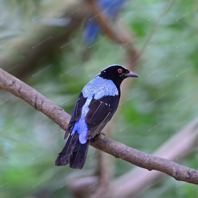 Bluebirds from Asia
