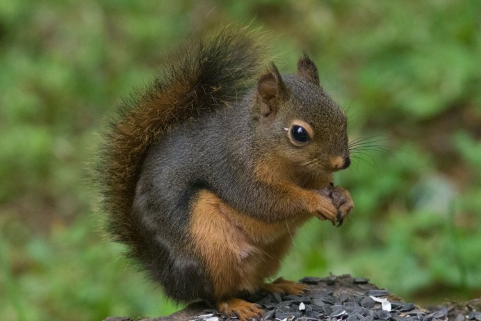 Горноста́й (лат. Mustela erminea)