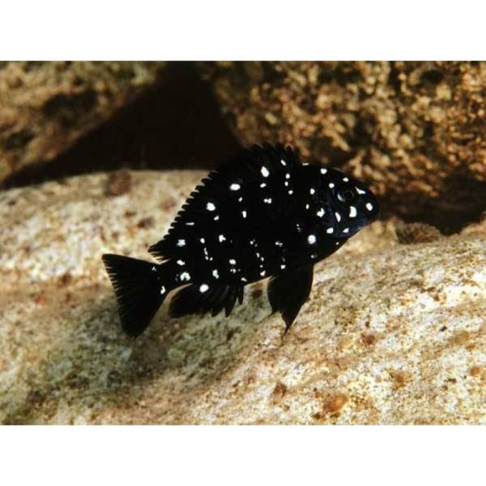 Европейская норка (Mustela lutreola)