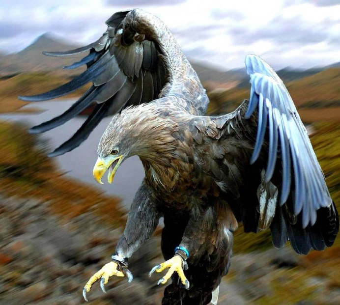 Степной Орел Aquila Rapax