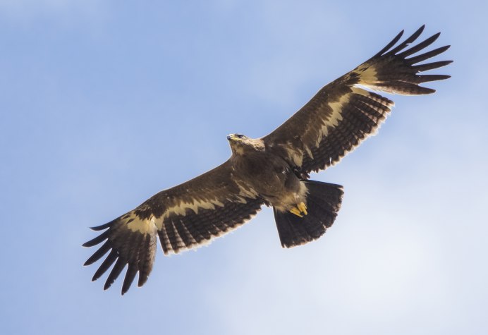 Орлан-белохвост Haliaeetus albicilla