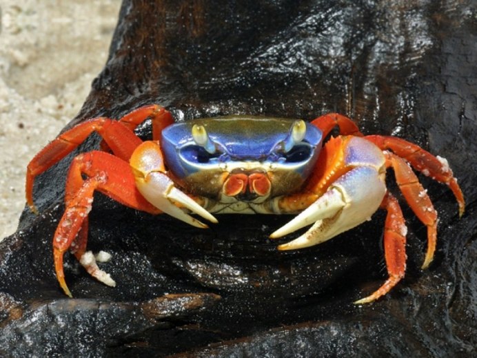Cardisoma armatum