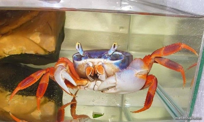 Что едят Крабы