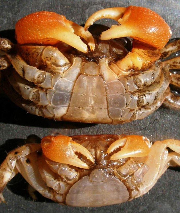 Домашний мангровый краб