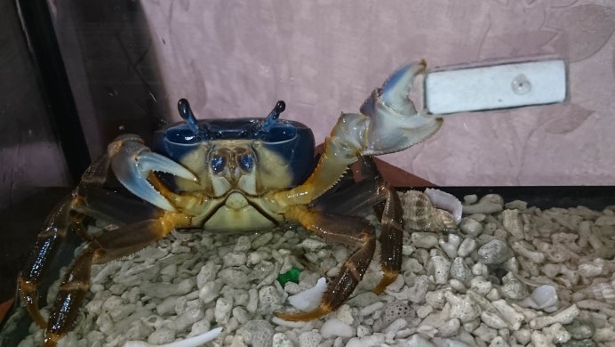 Краб аквариумный пресноводный