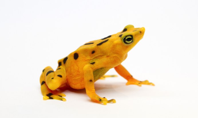 Золотая лягушка вымерший