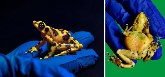 Животные Южной Америки лягушка древолаз