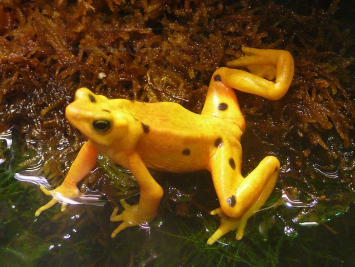 Золотая лягушка дротик