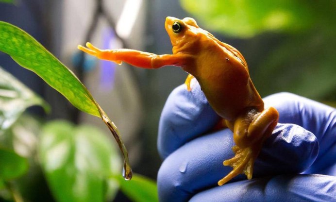 Жаба динозавр