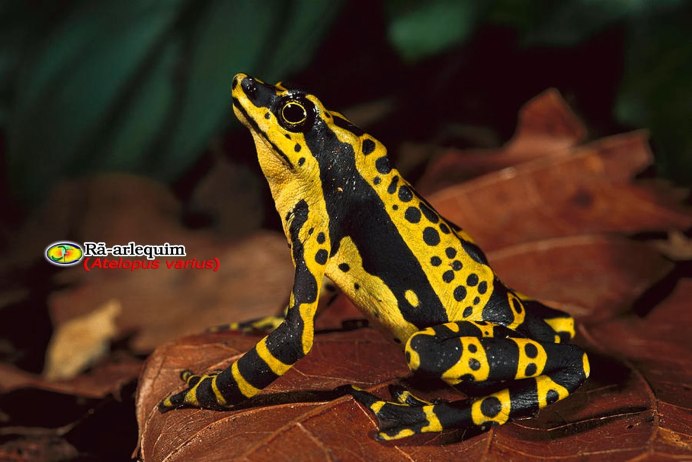 Золотая лягушка листолаз