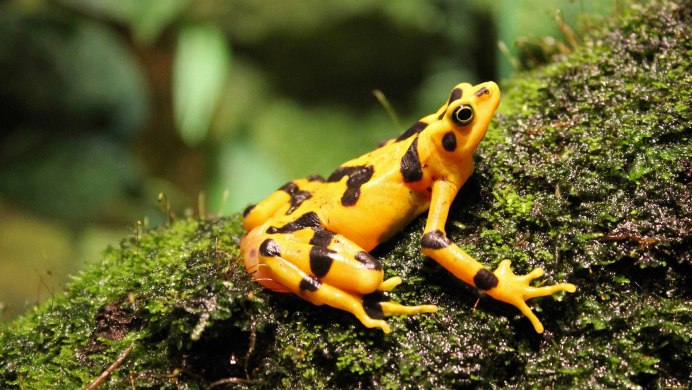 Панамская Золотая лягушка