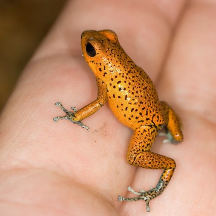 Золотая лягушка листолаз