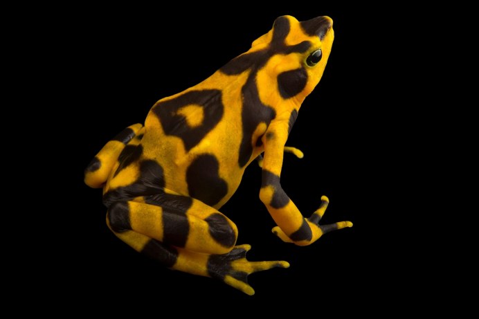 Пестрый Арлекин лягушка