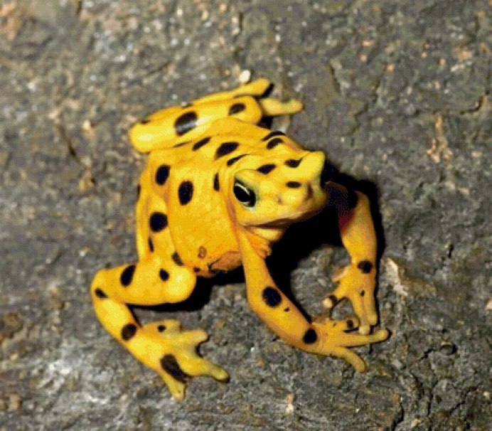 Панамская Золотая лягушка