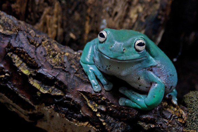 Лягушка Арлекин