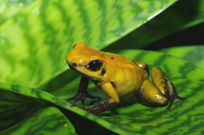 Томатный узкорот (лягушка-помидор)