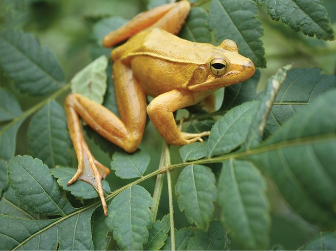 Лягушка геккон