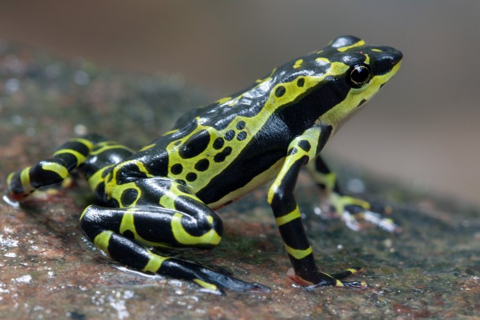 Golden Frog жаба