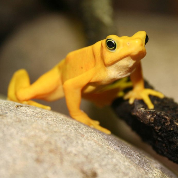 Панамская Золотая лягушка