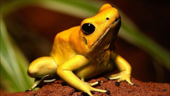 Лягушка ателоп изменчивый